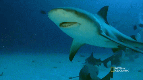 Shark Swimming In Ocean GIF