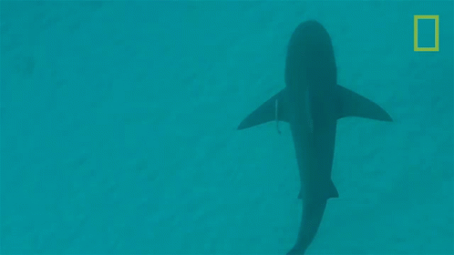Shark Swimming In Ocean GIF