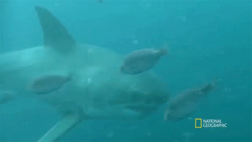 Shark Swimming In Ocean GIF