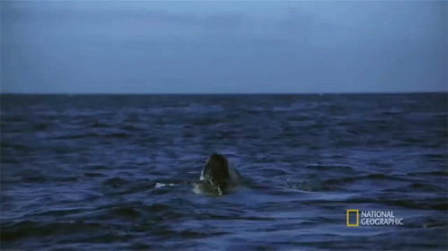 Shark Swimming In Ocean GIF