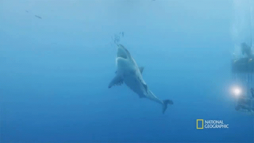 Shark Swimming In Ocean GIF