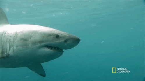 Shark Swimming In Ocean GIF