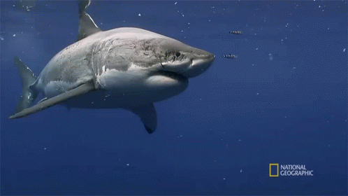 Shark Swimming In Ocean GIF
