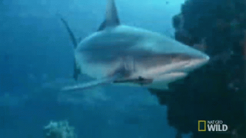 Shark Swimming In Ocean GIF