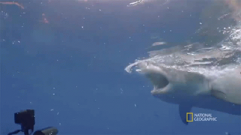 Shark Swimming In Ocean GIF