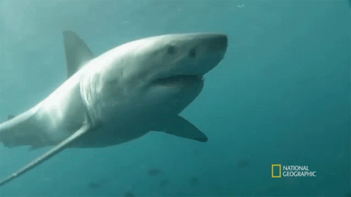 Shark Swimming In Ocean GIF