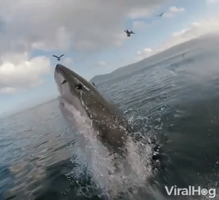 Shark Swimming In Ocean With Flying Birds GIF