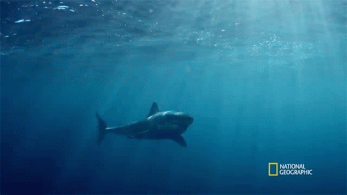 Shark Swimming In Ocean GIF