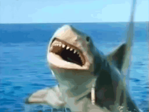 Shark Swimming With Mouth Open