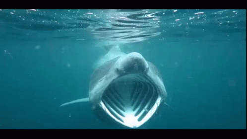 Shark Swimming With Mouth Open GIF