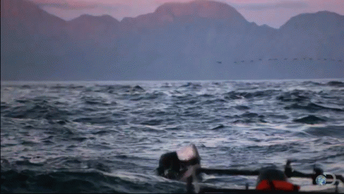 Shark Week Ate Human GIF