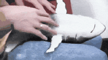 Shark Week Getting Tickles GIF