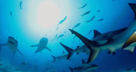 Shark Week Hunting For Food GIF