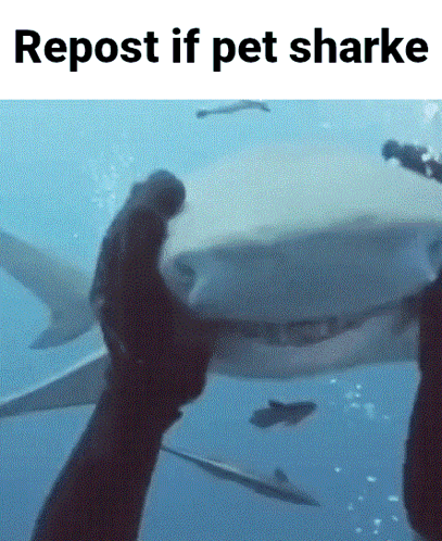 Shark Week Pet Cute Shark GIF