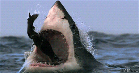 Shark Week Sharks Eats Smaller Fish GIF