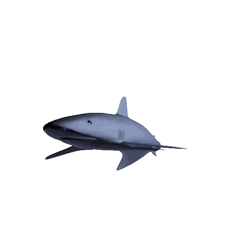 Shark With Long Tail Swimming