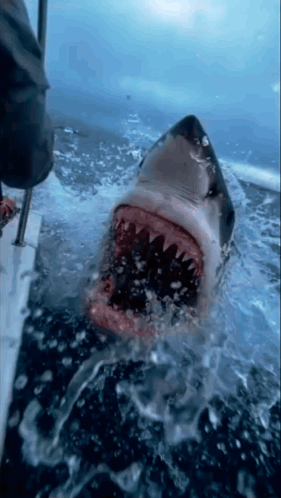 Shark With Mouth Wide Open GIF