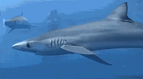 Sharks Swimming In Ocean With Diver GIF