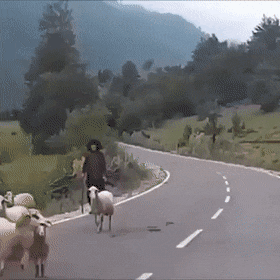 Sheep Animal Attack GIF