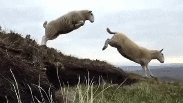 Sheep Animals Jump GIF