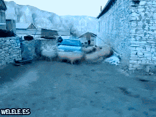 Sheep Around The Car GIF