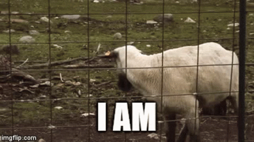 Sheep Behind Wire Fence Saying I Am