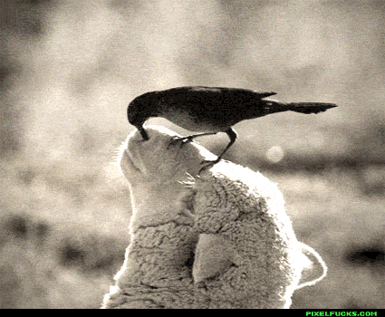 Sheep Bird Picking Nose GIF