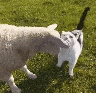 Sheep Cat Gif GIF