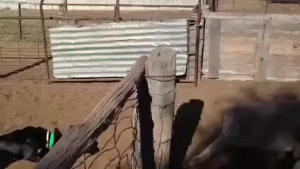 Sheep Dog Stampede GIF