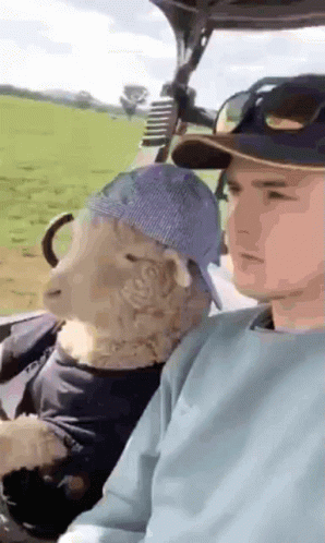 Sheep Driving With Man GIF