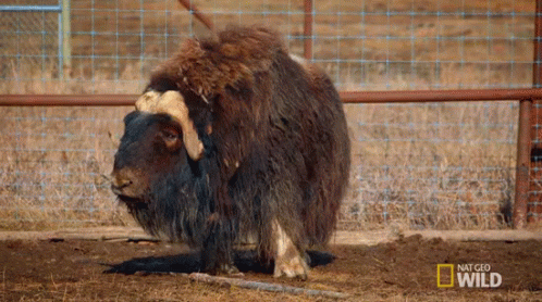 Sheep In Fenced Area With National Geographic Wild GIF