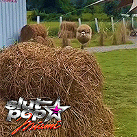 Sheep in Field with Hay and Buff Pop Home Sign