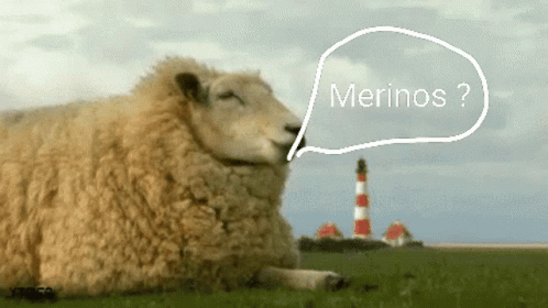 Sheep Laying in Grass Saying Merinos