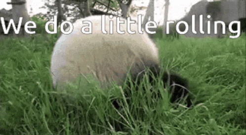 Sheep Laying In Grass We Do A Little Rolling GIF