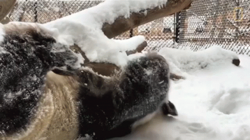 Sheep Laying In Snow By Fence GIF