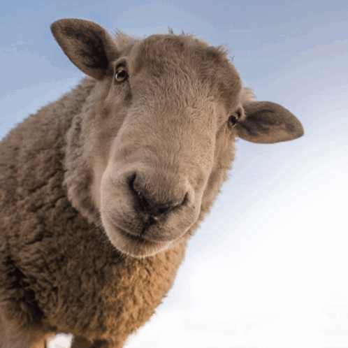 Sheep Looking Up at Camera