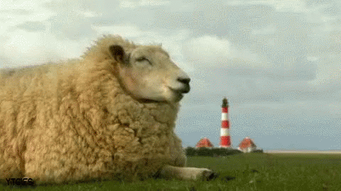 Sheep Lying Down in Grass with Lighthouse