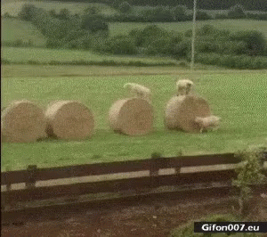Sheep Next to Hay Bales in Field