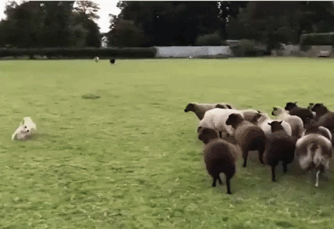 Sheep Puppy Chased GIF