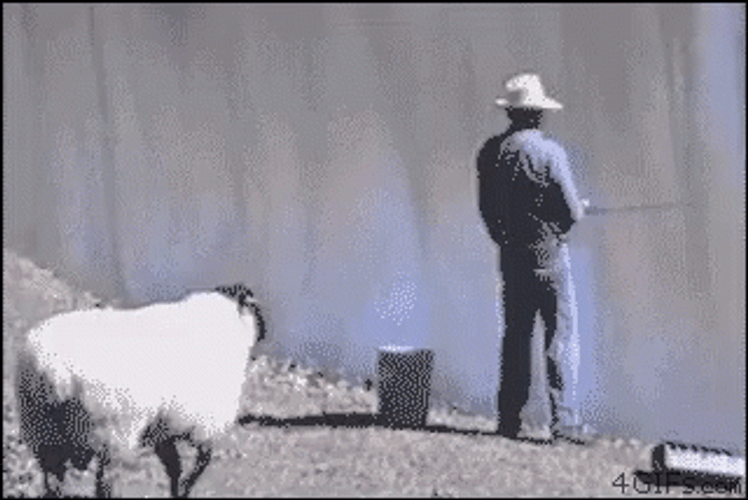 Sheep Pushed The Man Funny Fishing GIF