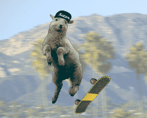 Sheep Skate Board GIF