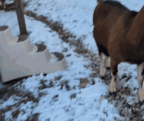Sheep Standing in Snow Near White Staircase