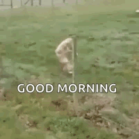 Sheep Standing Next to Tree with Good Morning
