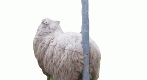 Sheep With Itchy Bottom GIF