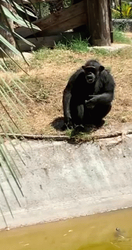 Sheesh Monkey Sign GIF