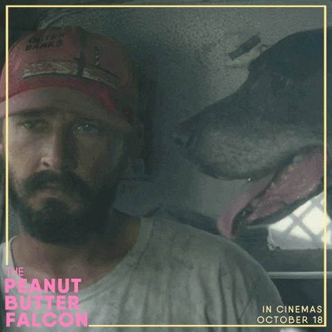 Shia Labeouf And A Dog In Car Clapping GIF