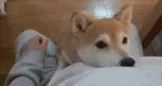 Shiba Inu Hug GIF