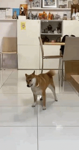 Shiba Inu Playing With Tail GIF
