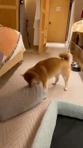 Shiba Inu Playing With Pillow GIF