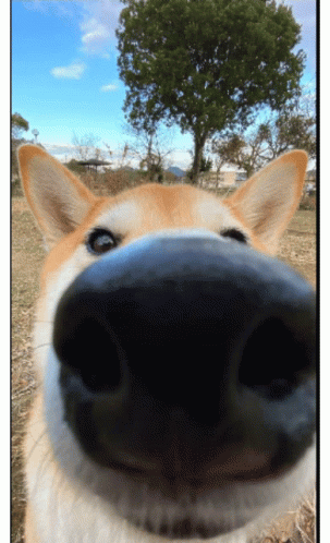 Shiba Inu Close Up Nose GIF